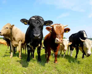 Tour dello Yorkshire Dumble Farm