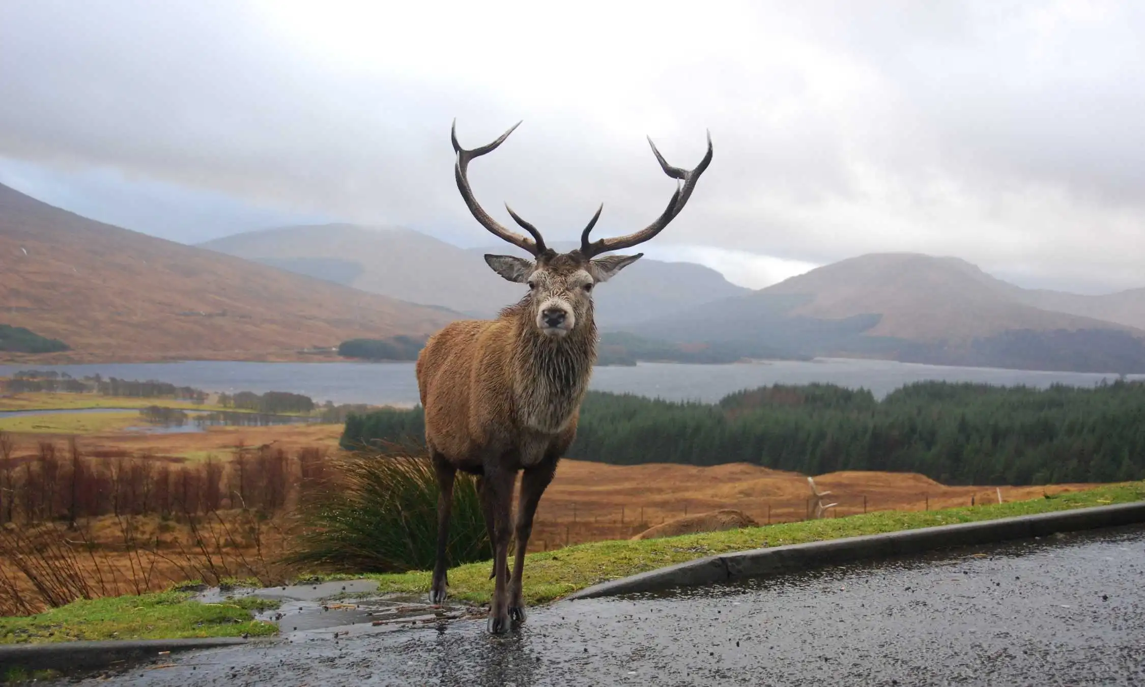 Tour della Scozia cervo